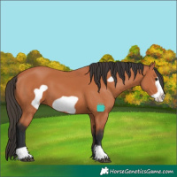 Horse Color:Bay Frame 