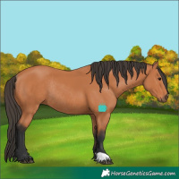 Horse Color:Bay Rabicano