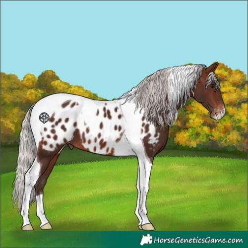 Horse Color:Silver Brown Tobiano Appaloosa 