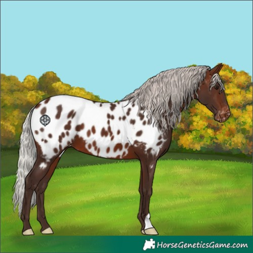 Horse Color:Silver Brown Appaloosa 
