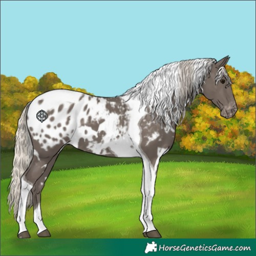 Horse Color:White Spotted Silver Smoky Black Tobiano Appaloosa 