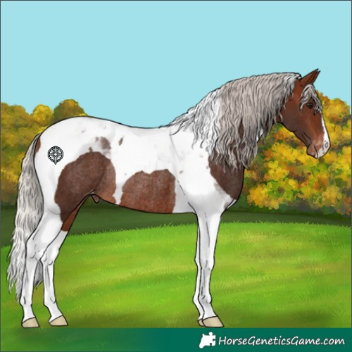 Horse Color:Silver Brown Tobiano Appaloosa Rabicano 