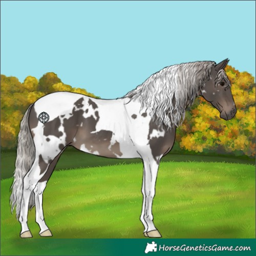 Horse Color:White Spotted Silver Black Tobiano