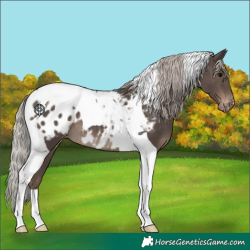 Horse Color:Silver Black Tobiano Appaloosa
