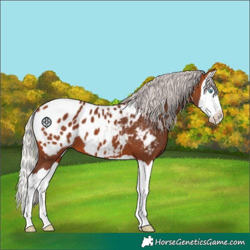Horse Color:Silver Bay Splash Appaloosa