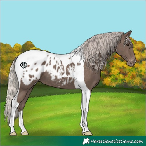 Horse Color:Silver Black Tobiano Appaloosa 