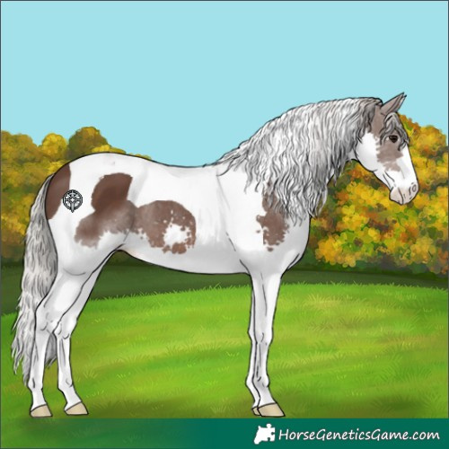 Horse Color:Silver Black Splash Tobiano 