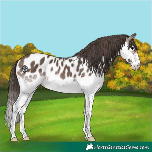 Horse Color:Brown Splash Near Leopard