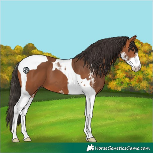 Horse Color:Bay Sabino Tobiano