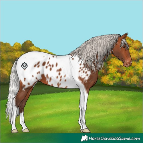 Horse Color:Silver Brown Tobiano Appaloosa