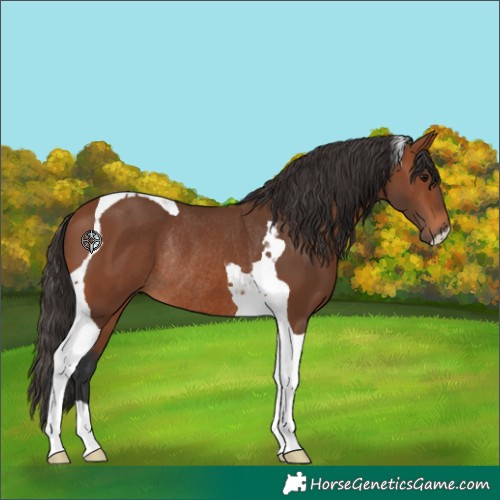 Horse Color:Bay Tobiano Rabicano