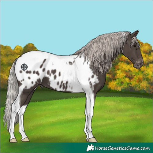 Horse Color:Silver Black Tobiano Blanket 