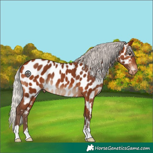 Horse Color:Silver Bay Near Leopard 