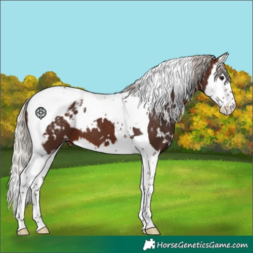 Horse Color:White Spotted Silver Brown Splash Tobiano Blanket 