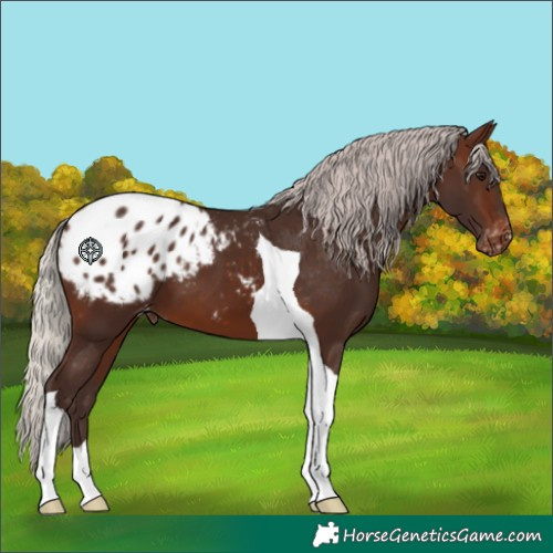 Horse Color:Silver Brown Tobiano Blanket