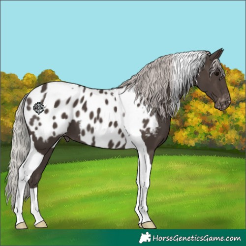 Horse Color:Silver Black Tobiano Near Leopard