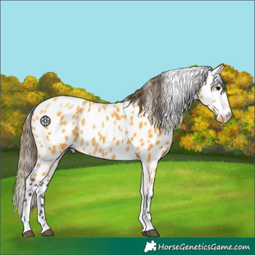 Horse Color:Buckskin Tobiano Leopard 