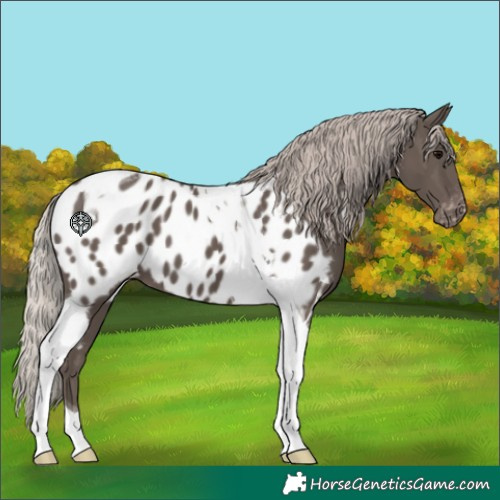Horse Color:Silver Black Tobiano Near Leopard 