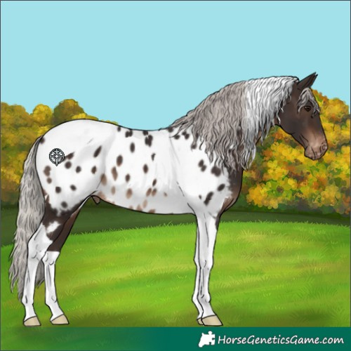 Horse Color:Silver Brown Tobiano Appaloosa 