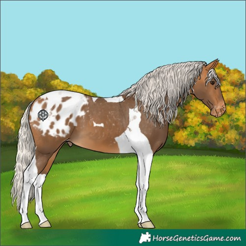 Horse Color:Silver Buckskin Tobiano Appaloosa 