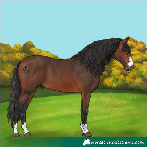 Horse Color:Bay 