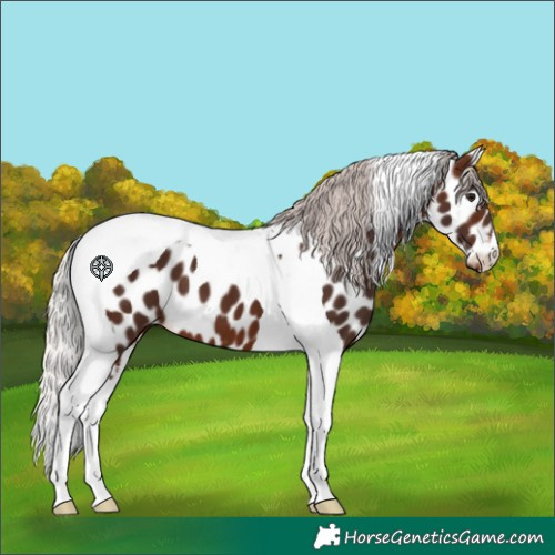 Horse Color:Silver Brown Tobiano Appaloosa