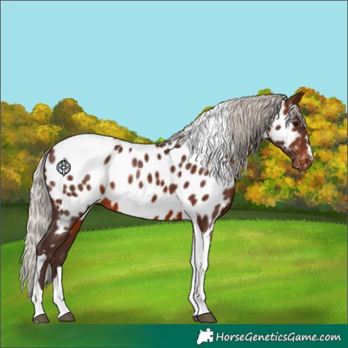 Horse Color:Silver Brown Tobiano Appaloosa