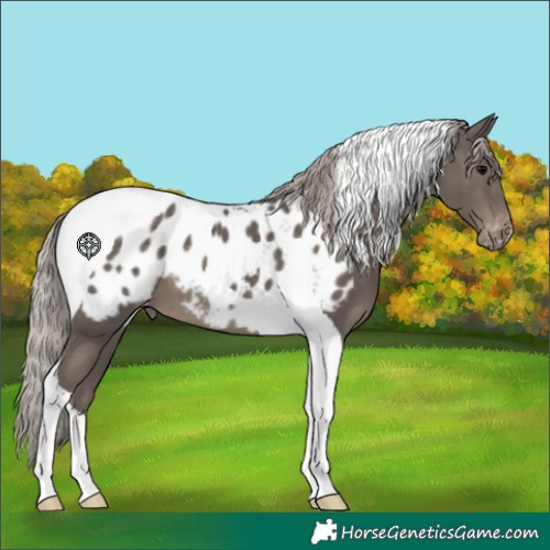 Horse Color:Silver Black Tobiano Appaloosa 