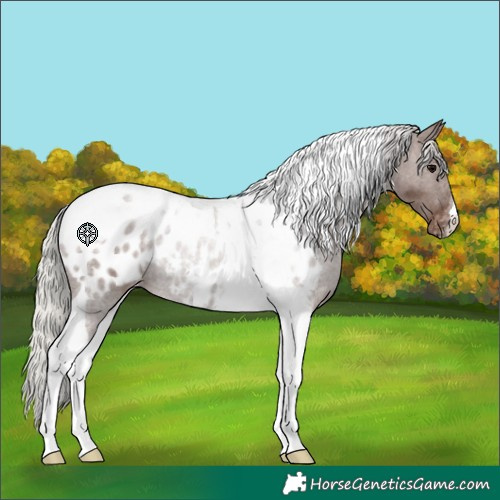 Horse Color:Silver Black Tobiano Appaloosa 