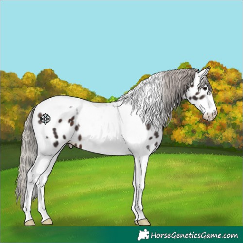 Horse Color:Silver Brown Tobiano Appaloosa 