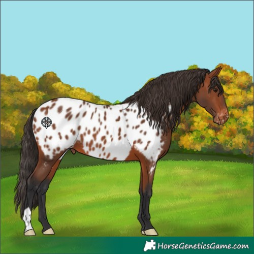 Horse Color:Bay Near Leopard 