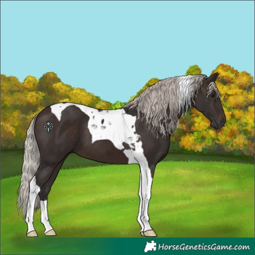Horse Color:Silver Brown Tobiano 