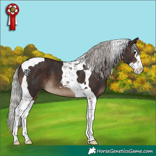 Horse Color:Silver Brown Splash Tobiano 