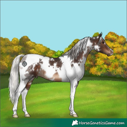 Horse Color:White Spotted Silver Brown Tobiano