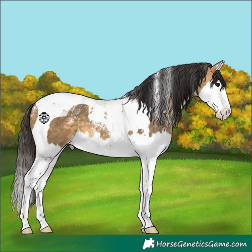 Horse Color:Powder White Buckskin Dun Splash Tobiano