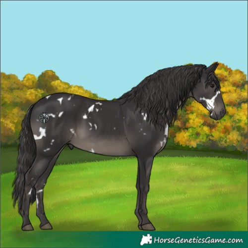 Horse Color:White Spotted Smoky Black Rabicano 