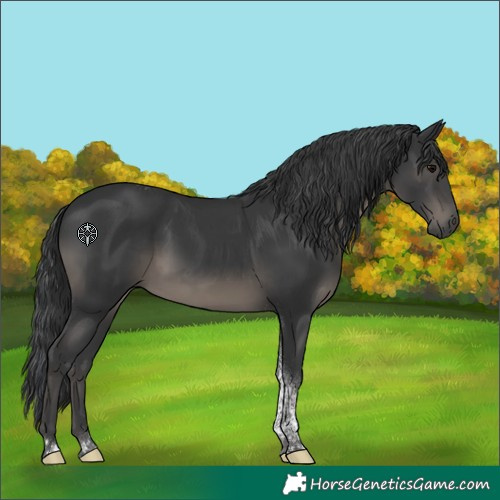 Horse Color:Black Tobiano 