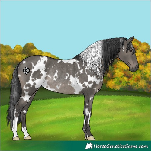 Horse Color:White Spotted Grullo Rabicano 