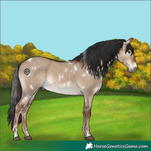 Horse Color:White Spotted Liver Red Dun 