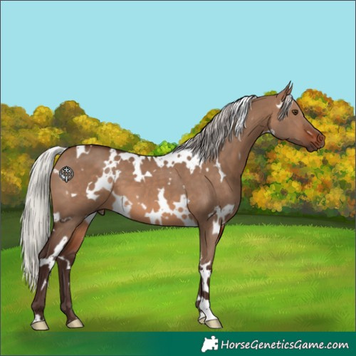 Horse Color:White Spotted Silver Brown Dun 