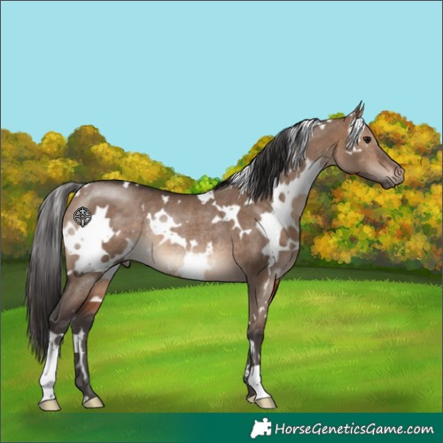 Horse Color:White Spotted Brown Dun Rabicano 