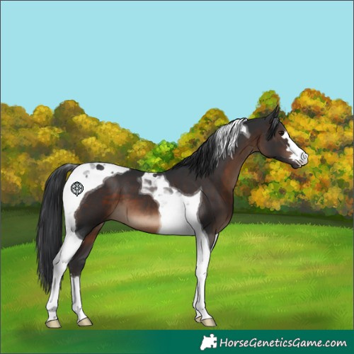 Horse Color:Brown Tobiano