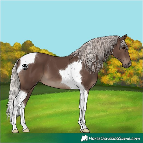 Horse Color:Silver Black Tobiano 