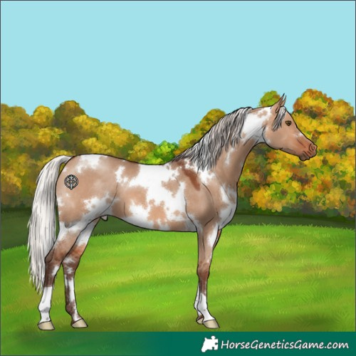 Horse Color:White Spotted Silver Brown Dun 