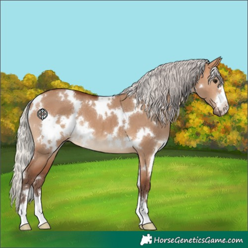 Horse Color:White Spotted Silver Bay Dun 