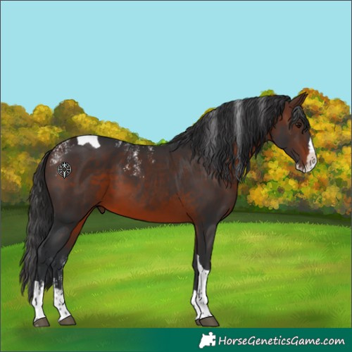 Horse Color:Powder White Brown Splash Tobiano
