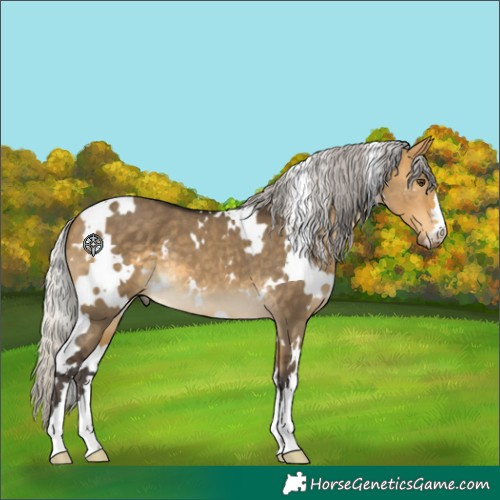 Horse Color:White Spotted Silver Buckskin Dun