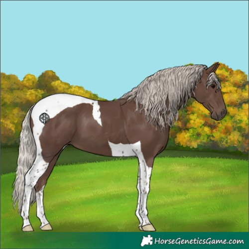 Horse Color:Silver Black Tobiano