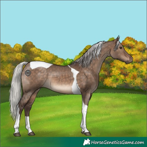 Horse Color:Silver Brown Dun Tobiano 