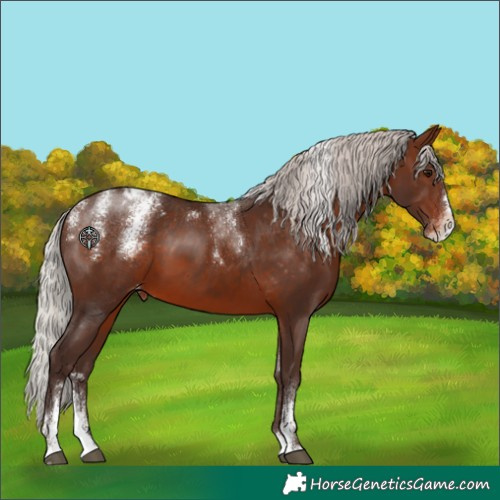 Horse Color:Powder White Silver Brown Splash Appaloosa 